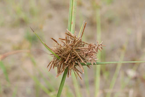 Cyperus pilosus #9